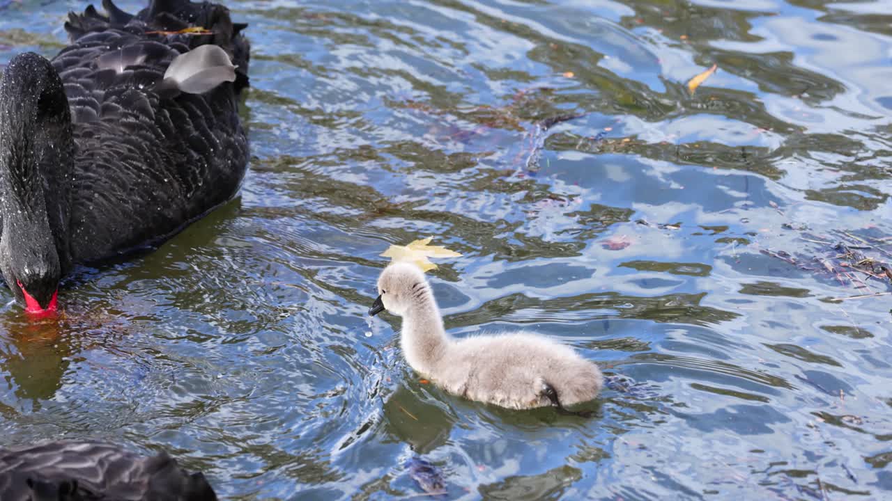 Black swans and a cygnet swim in a serene lake, captured in natural daylight. The scene conveys tranquility and familial bonding