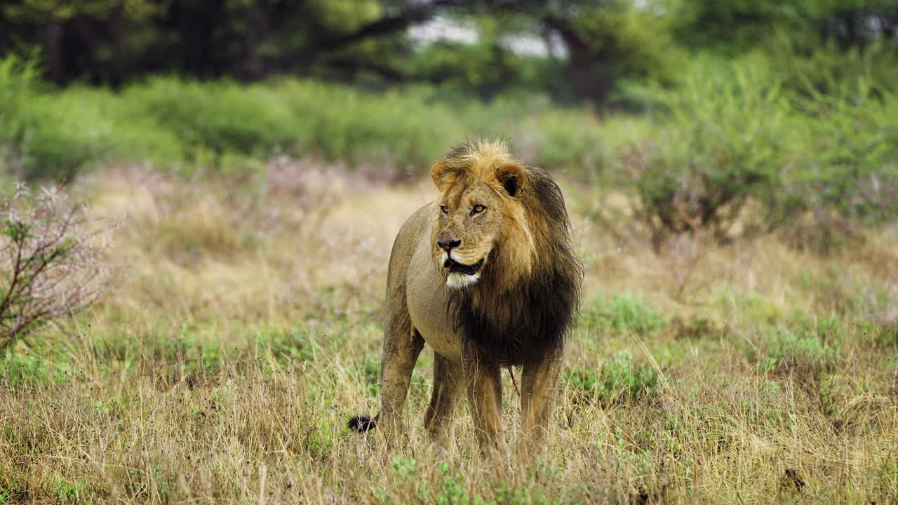 rey de las bestias de pie en silencio junto a los arbustos - kalahari, áfrica