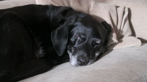 a senior black dog is seen napping on a couch