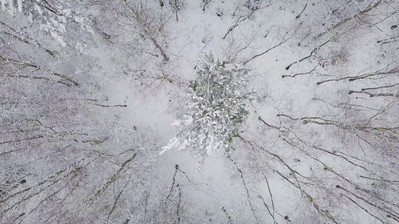 il drone ruota sopra una foresta innevata bianca con albero, paesaggio naturale rilassante invernale panoramico