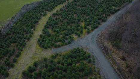 aerial view of christmas tree plantation in the countryside - drone shot