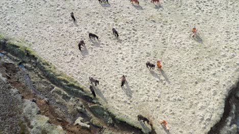 Von-Oben-Nach-Unten-Blick-Auf-Islandponys,-Die-An-Einem-Sonnigen-Tag-In-Island-Im-Sand-Herumlaufen