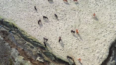 vista desde arriba de islandia ponies caminando por la arena en un día soleado en islandia