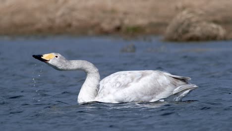 Whooper-swans-during-spring-migration-resting-in-dry-grass-flooded-meadow-puddle