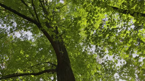 Tree-in-a-forest-in-Germany-with-sun-shining-through-the-leaves-Sugar-maple-Acer-saccharum-Marsh-of-the-Aceraceae-Sugar-maple