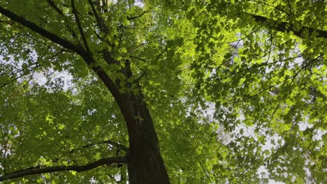 en un árbol en alemania con el sol brillando a través de las hojas arce azucarero acer saccharum pantano de la aceraceae arce azúcar