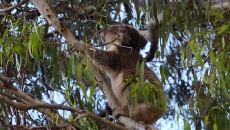 Koala,-Der-Eukalyptusblätter-Auf-Einem-Baum-Auf-Der-Insel-North-Stradbroke-Isst