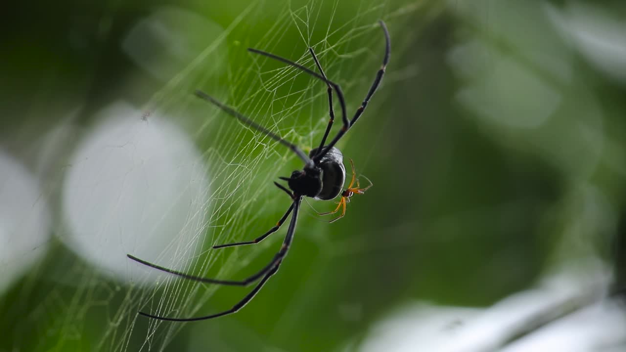 araña de tela de orbe dorado y uno de sus bebés en la espalda mientras descansa en su red, videoclip de vista frontal contra una naturaleza verde suave y fondo de luz natural