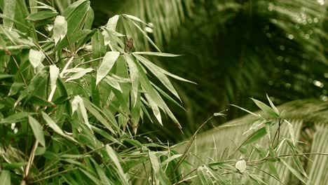 sun shining on large bamboo plant in a tropical garden