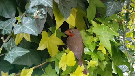 European-Robin-UK