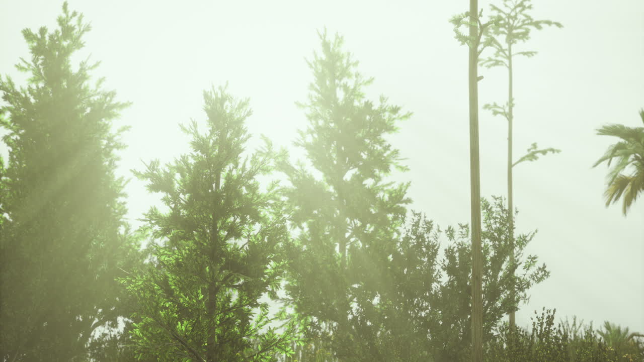 Lush greenery illuminated by soft sunlight in a peaceful outdoor setting