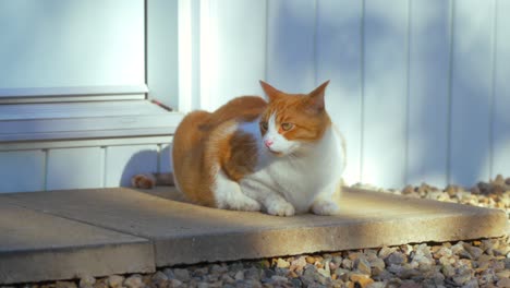 Katze-Sitzt-Draußen-Auf-Der-Stufe