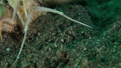 murex snail digging in sand close up