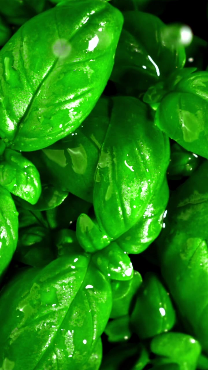Foglie di basilico verde fresco con goccioline d'acqua che cadono