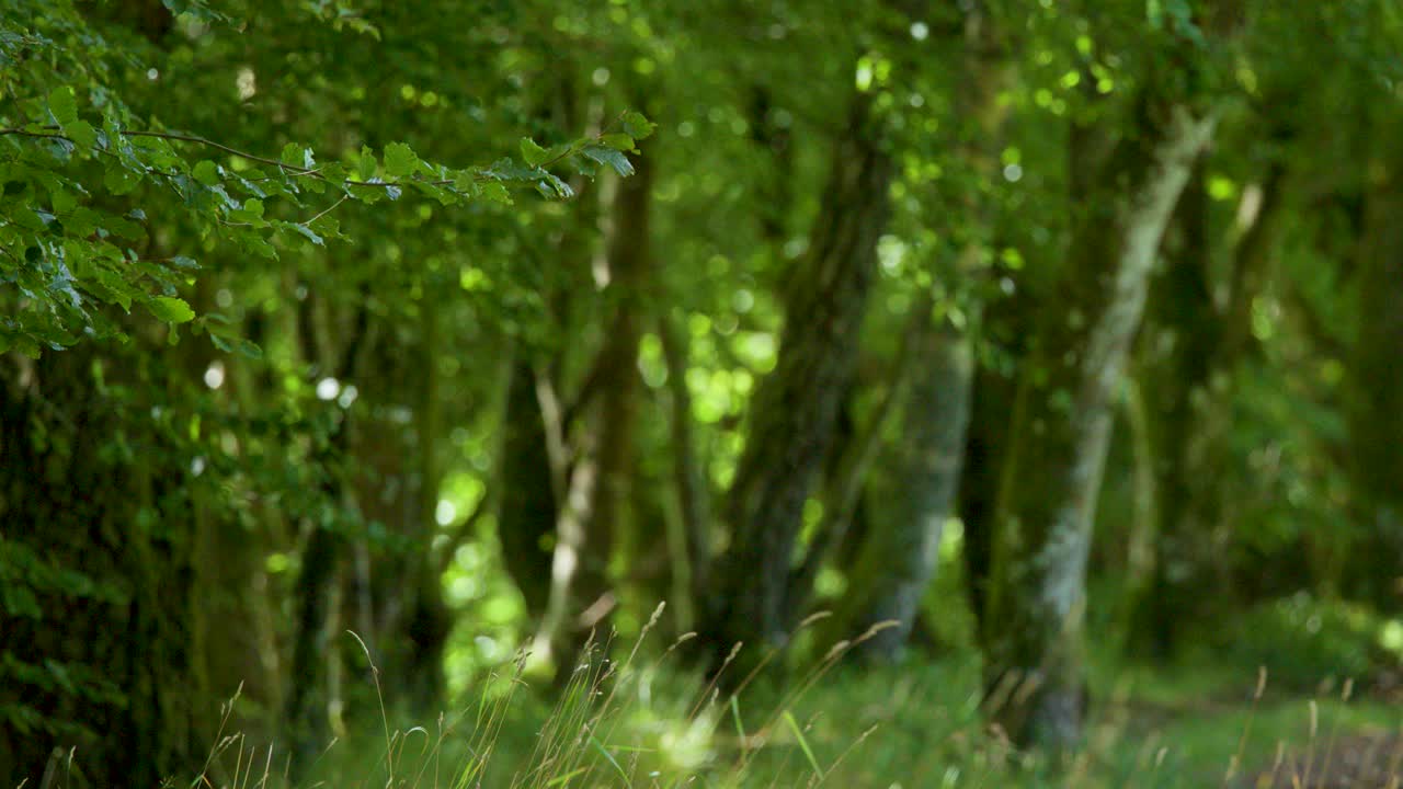 Camera slowly pans through sunlit green forest, highlighting mossy trunks and dense foliage