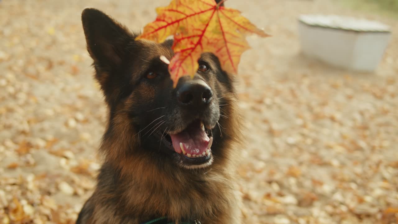 German Shepherd in Autumn Park