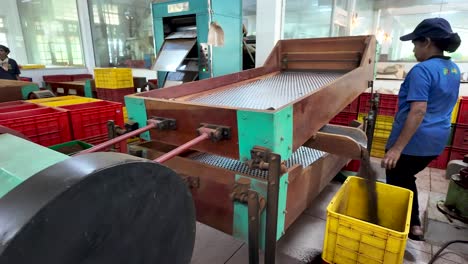tea processing and sorting in a tea factory