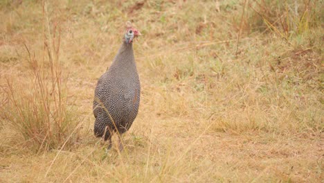 Helmeted-Guineafowl-walking-in-African-savannah-grass,-Wide-shot