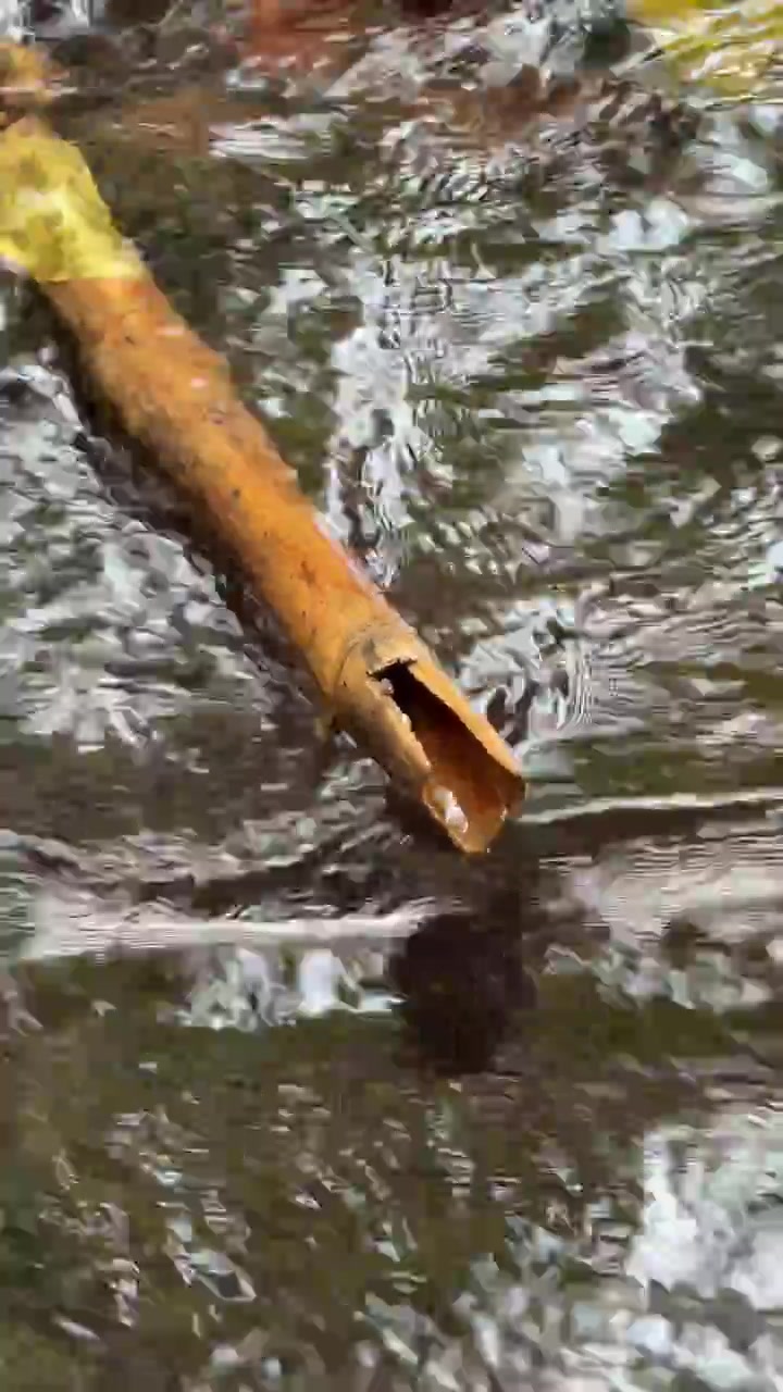 Bamboo Pipe Channeling Water in a Natural Stream