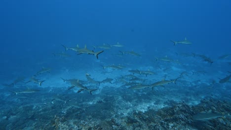 big school of grey reef sharks patrolling a tropical coral reef in clear water, in an atoll in the south pacific around the islands of tahiti