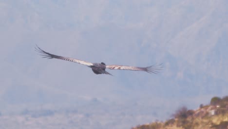 adult andean condor bird gliding away towards the valley looking around to find its next meal to scavenge