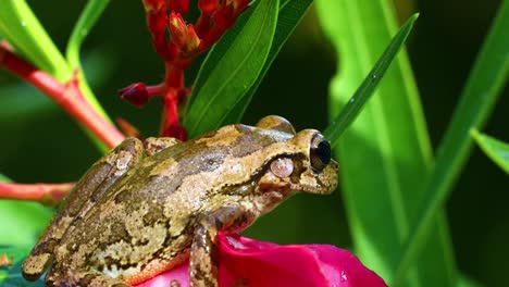 Closeup-static-video-of-a-Cuban-Tree-Frog-Osteopilus-septentrionalis-on-a-pink-flower