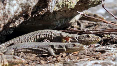 Static-close-up-of-lizard-family-enjoying-sunshine-outdoor-in-nature