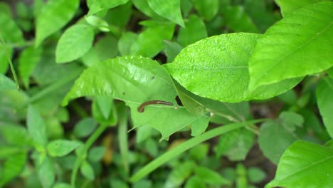 A-leech-is-a-forest-animal-whose-main-diet-is-blood