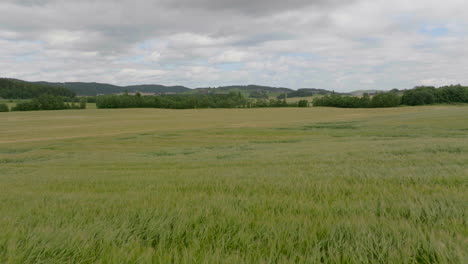 Fliegen-Sie-über-Das-Weizengrasfeld,-Das-Auf-Landwirtschaftlichen-Flächen-Wächst