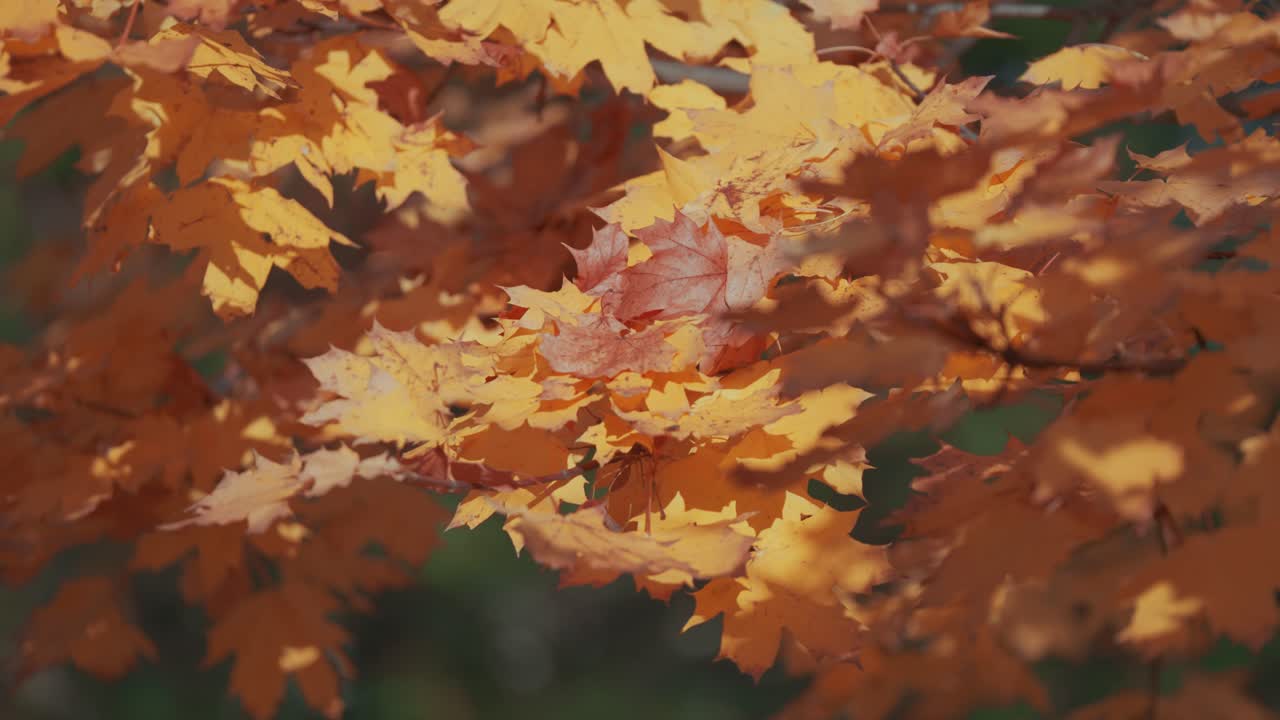 hojas de arce de otoño