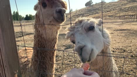 two different colored llamas being fed carrot sticks