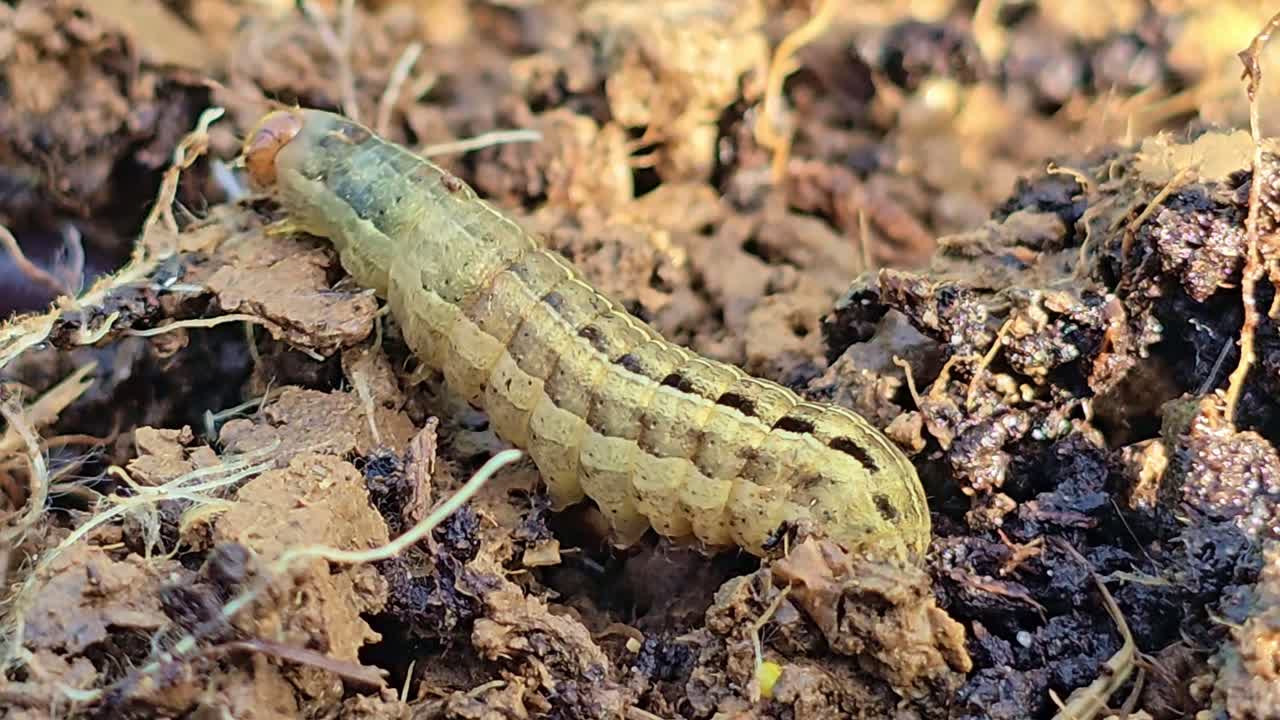 Primo piano di un bruco verde che si muove attraverso terreno umido, voltandosi e spingendo via un lombrico mentre cerca riparo sottoterra.