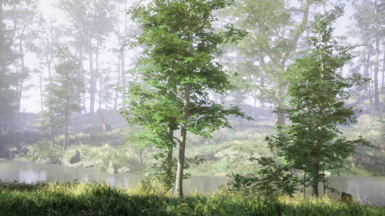 Lush trees and serene waterway in a misty forest during daytime