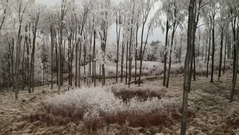 4k aerial footage of a drone flying through and above a frozen winter forest