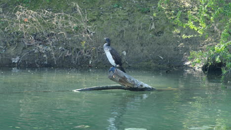 Kormoran-(Phalacrocoracidae)-Wasservogel,-Der-Auf-Einem-Ast-In-Frankreich-Sitzt