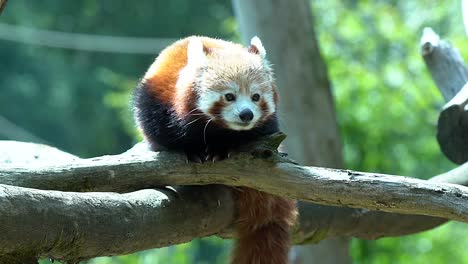 Red-panda-on-a-tree-have-a-cute-look