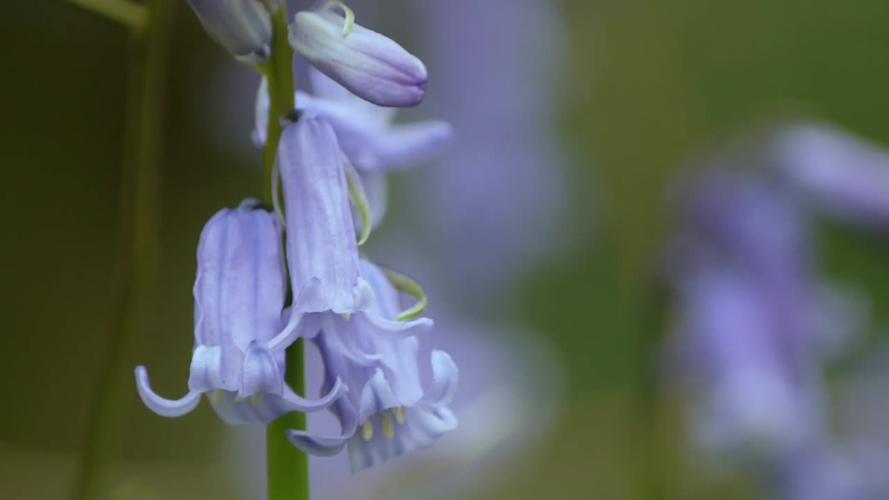 A lovely bluebell close up-