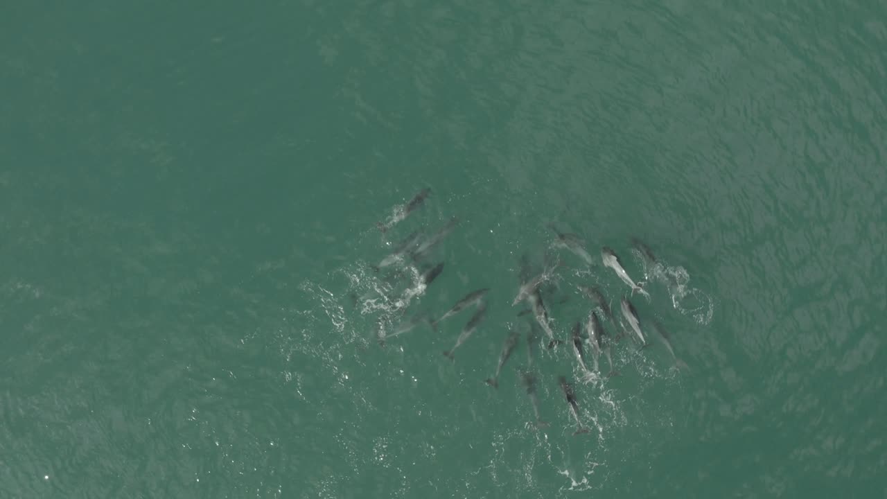 vista de pájaro de delfines jugando en vleesbaai western cape sudáfrica