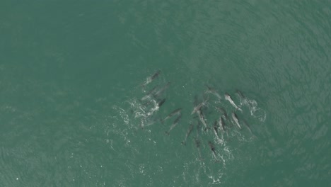 vista de pájaro de delfines jugando en vleesbaai western cape sudáfrica