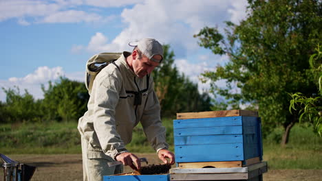 beekeeper extracts a honey frame from a wooden bee hive. apiarist uses metal tool to separate the frame from hive. man looks at both sides of the frame. nature backdrop.