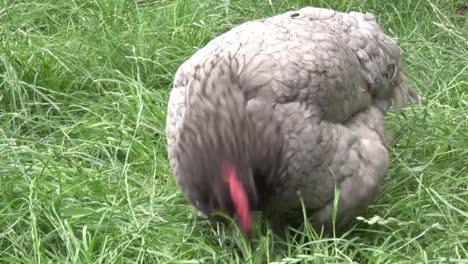 a bluebelle hybrid chicken feeding on long grass in summer