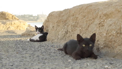 Dos-Amigos-Gatos-En-El-Paseo-Marítimo-De-La-Playa