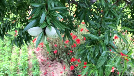 Almendros-Y-Amapolas-Con-Molino-De-Viento-Al-Fondo