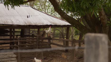 white rooster on a wooden pen crowing in the morning