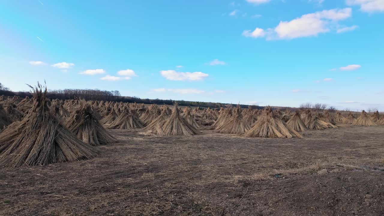 Wide shot of conical haystacks in the countryside during the day with blue sky near Sopron, Western Transdanubia, Hungary.