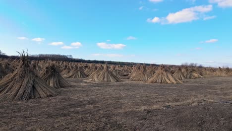 wide shot of conical haystacks in the countryside during the day with blue sky near sopron, western transdanubia, hungary.