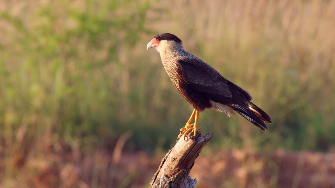 Brazilian Caracara Perched on a Branch