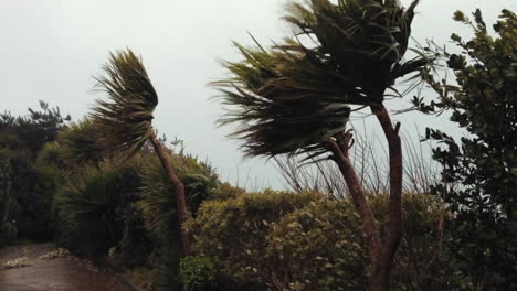 trees swaying and island battered by storm force winds in channel islands uk