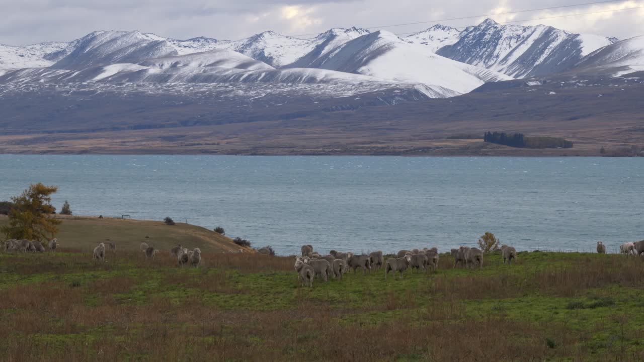Sheep Graze Near Lake Tekapo, New Zealand - Wide Shot