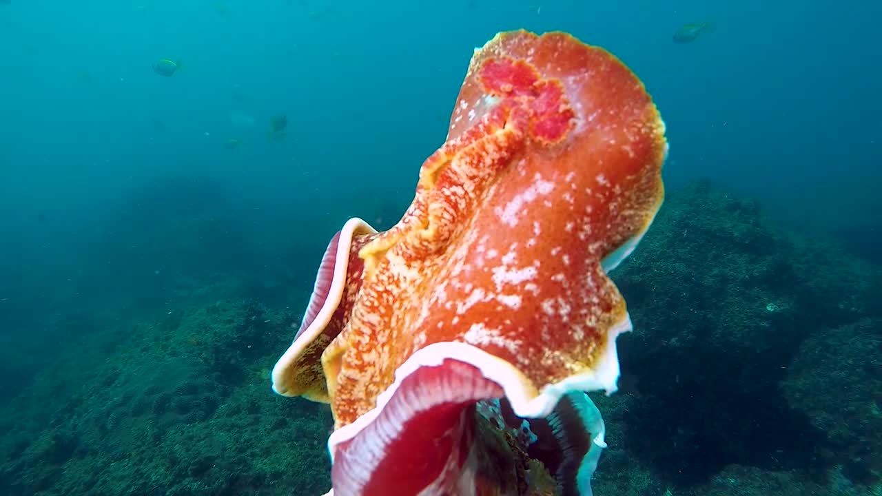 una extravagante criatura marina nudibranquio bailarina española nadando vigorosamente en el océano filmada a 60 fps
